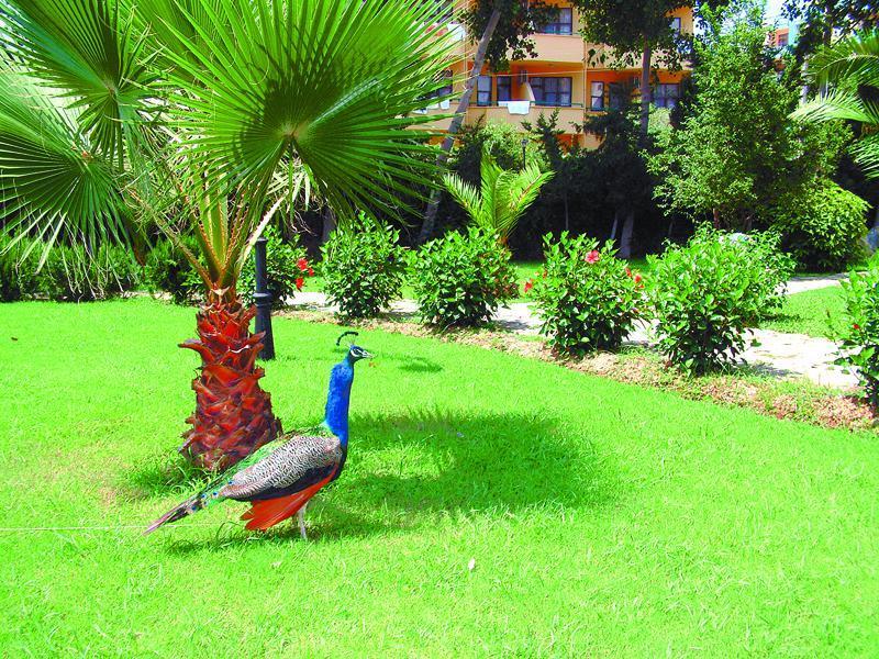 Green Peace Hotel Mahmutlar Exterior photo